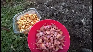 Посадка лука и чеснока под зиму. Часть 2