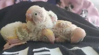 BABY BUDGIES BEING ADORABLE!!!!