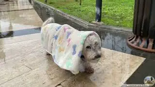 Unsere Dina im Regen 30s