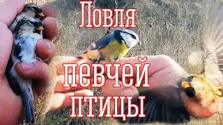 Ловля певчих птиц. 3 электронных манка.