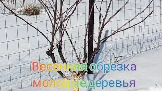 Как сформировать крону на молодом дереве. Слива (алыча) и ДЮК. Пару слов об обрезки вишни.