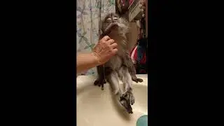 обезьяна-мудрец сидит и кайфует под 101 далматинец