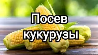 Как посеять КУКУРУЗУ. Все хитрости!!! #кукуруза #огород #дача