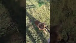 Собака неотпускака #карусель #спаниель #кокер #как питбуль