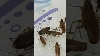 Kalorifer böceği Alman hamam böceği - The German cockroach (Blattella germanica)
