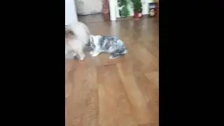 Сабака и Кролик