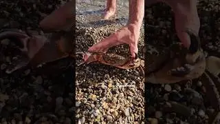 Крабы в Геленджике 