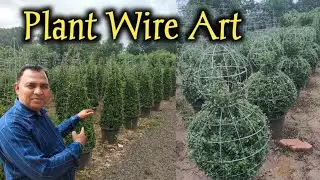 आज कल का नया ट्रेंड, वायर से पौधो को आकार कैसे दे ||plant topiyari Shap||