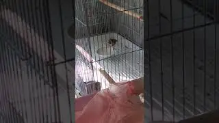 щегол купается! и ловит от этой процедуры удовольствие!