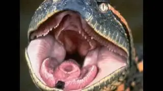 🔴ANACONDA PARIENDO GIVING BIRTH   एनाकोंडा जन्म दे रहा है,اناكوندا تلد