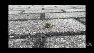 Wasp eats Bee