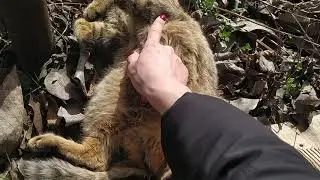 Киска греет брюшко на солнце