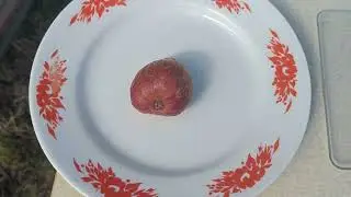 Созревание инжира сорт Селеста