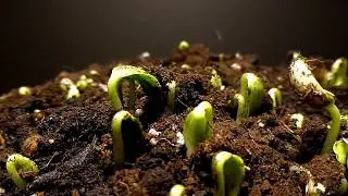 Melon germination