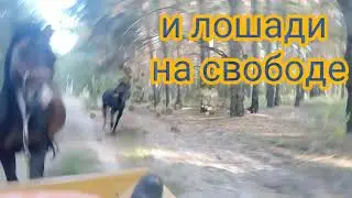 ✓Соломахино Ранчо. ✓Прогулка на телеге.