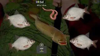 White Bream Krąpie Old Burg stary gród | Russian Fishing 4