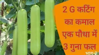 2 G कटिंग सीखे मात्र 2 मिनट में //3g cutting in bottle gourd //lauki ki kheti