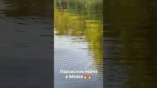 Нерпа в Мойке, Питер