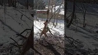 СТАФФОРД В ДЕЛЕ!!! *У меня новая собака*