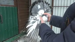 Голуби. Выделил денёк...