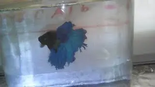 Рыбка Алладин танцует под разную музыку. :)
