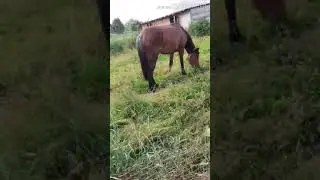 Лошадка,Коровы,И бараны.