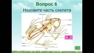 Презентация Многообразие земноводных