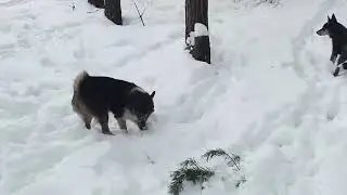 Создание породной группы шалайка.