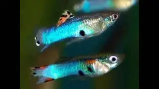 beautiful blue colour endler guppy