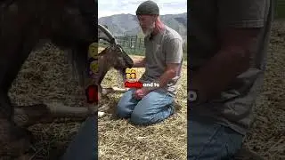 Meet Thorn: The Goat With a Heart of Gold! 🐐❤️