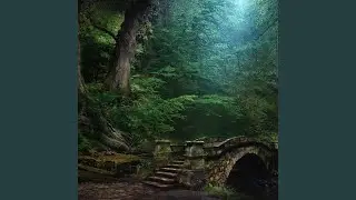 Forest Creek Sounds