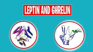 Leptin And Ghrelin Hormones and Their Relation With Weight Loss