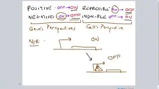Positive/Negative; Repressible/Inducible Gene Regulation