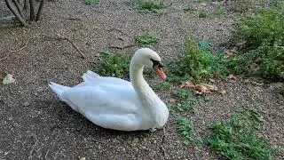 Royal Swan 🦢 8K 🇬🇧