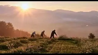 Вафа Мәүлитов   -  