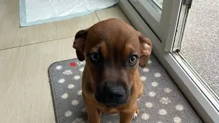 My puppy passed away.. 🌈🐶😇