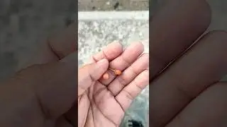 Buah Kersen Terkecil