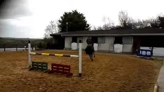 5yr old mare vectra