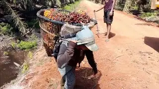 salah satu wanita tangguh || loading kelapa sawit || perkebunan kelapa sawit kalimantan