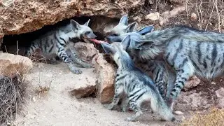 What do striped hyenas eat? #2 Jackal pup