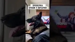 Как определить чистокровная овчарка или нет