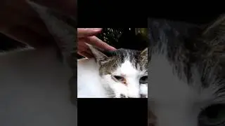 [野良猫ショート]人懐っこいスリムなキジ白猫が可愛すぎる！[straycat]The friendly slim pheasant white cat is too cute!