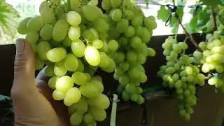 Киш Миш Шерлок. Виноград.08.09.22