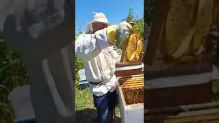 14 Agustos 2024 Ladik/SAMSUN  .Bal sağımı.Hava çok sıcak.#honey #bee#summer