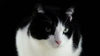 Cat Animals #shorts #cat #animals #best