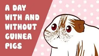 A lazy day with/without guinea pigs