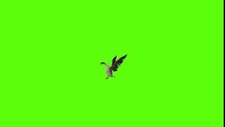 Bird Fly Down green screen