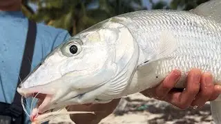 7th FASTEST FISH in the WORLD (Yucatán Tour Pt.2)