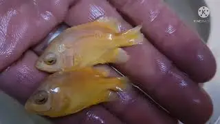 Oscar Lemon or Red Ruby Albino hahaha leave your comments below