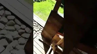 Птица не оценила работу. 